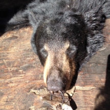 bear-hunting-01
